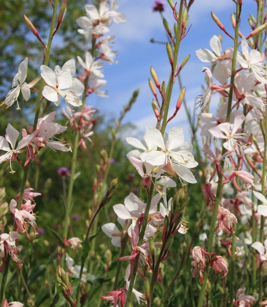 Gaura lindheimeri 'Whirling Butterflies'